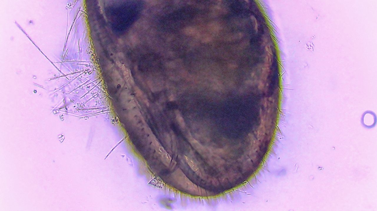 I signori del fango: gli Ostracodi